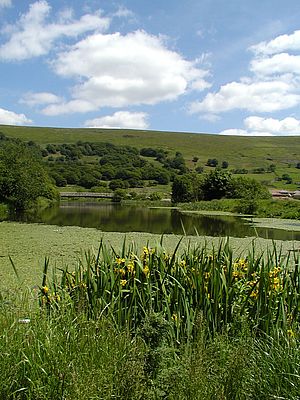 Cwmcelyn Pond