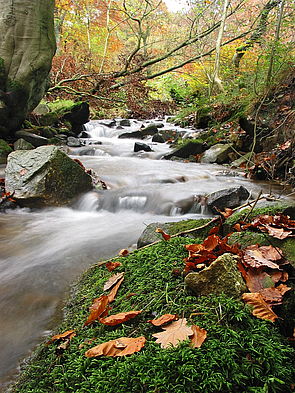 Silent Valley Nature Reserve