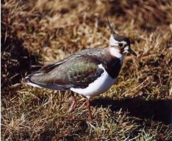 Lapwing Lapwing