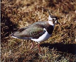 Lapwing