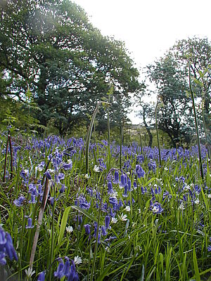 Cwm Merddog Bluebells