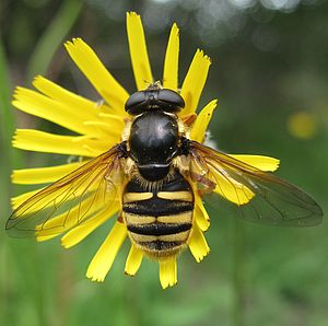 Hoverfly Hoverfly