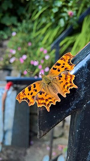 Comma