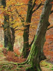 Beech Woodland, Silent Valley