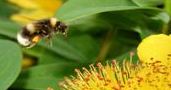 Bee and Flower Bee and Flower
